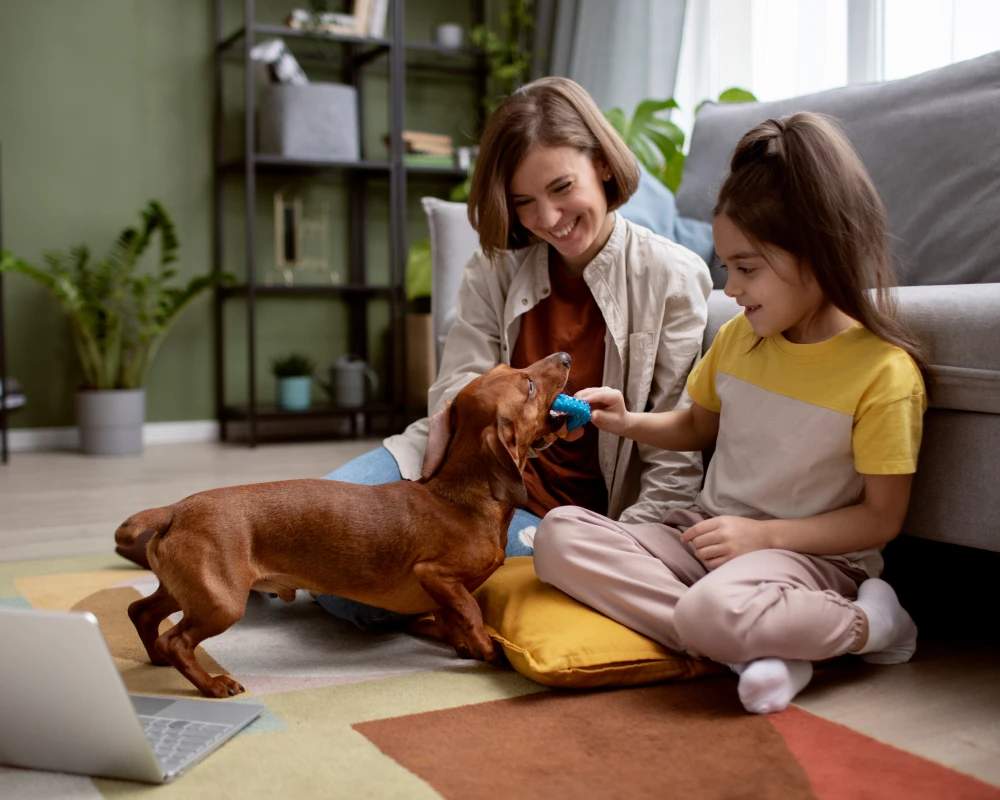 pet food dispenser automatic
