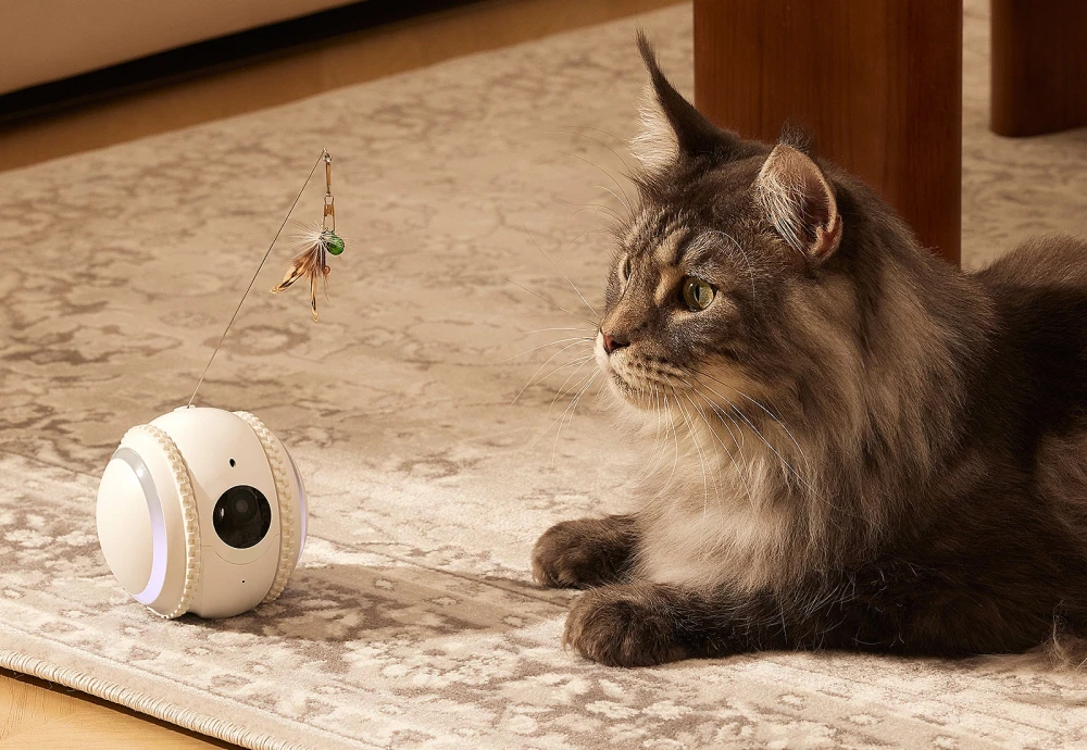 video camera to watch pets