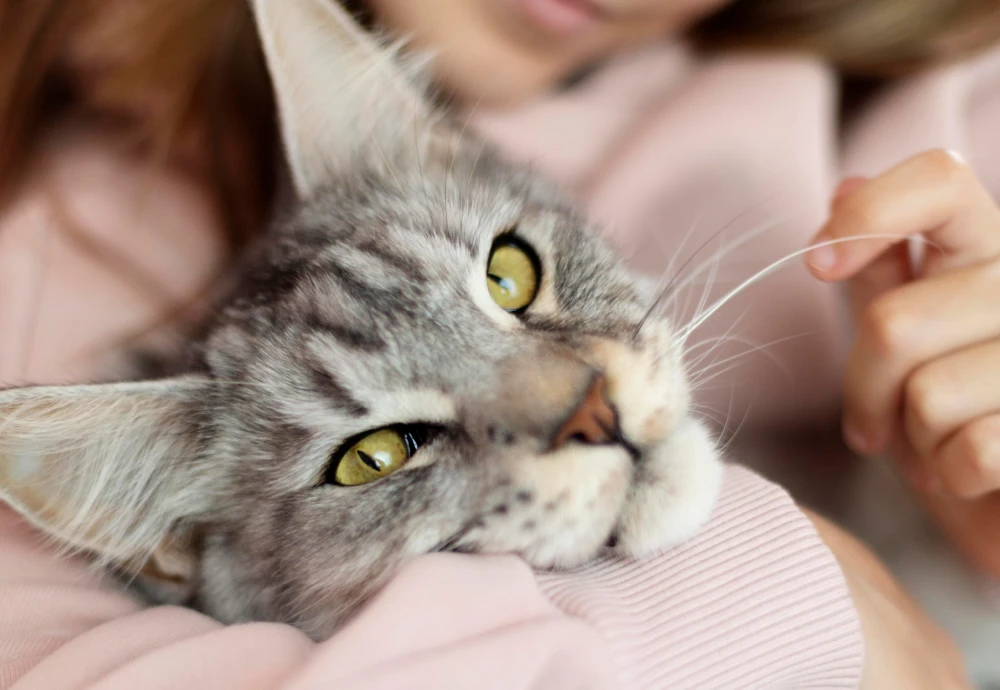 best at home pet camera